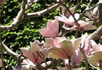 Embedded thumbnail for 2007 Public Art Network Year in Review: Magnolias for Pittsburgh